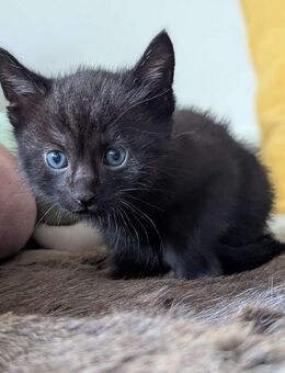 Kitten Katzenbabys - Neuhausen (Fildern)