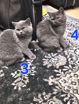 Süße BKH / BLH kleine Kätzchen - Kitten suchen ein liebevolles Zuhause - Düsseldorf