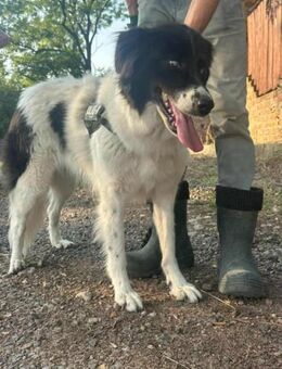 Monn wartet auf ihre Menschen - Nordwalde