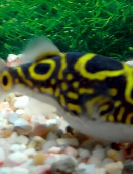 Kugelfisch Palembang, Schneckenfresser - Hohenroth