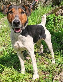 Foxterrier Ozzy ist ein sehr lieber lernfreudiger kleiner Bub - Hünfelden