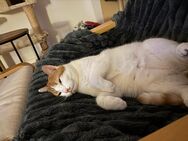 Kater Jack sucht liebevolles zuhause - Bielefeld Zentrum