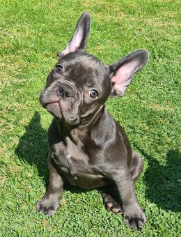 Französische Bulldogge Welpen, der letzte Rüde ist noch frei! - Krefeld