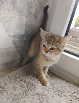 BKH Kitten - Bremen