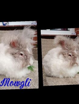 Verkaufe Englisch Angora Zucht Rammler - Hillerse