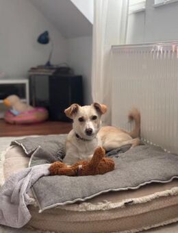 Monty sucht seine Menschen - Kallmünz