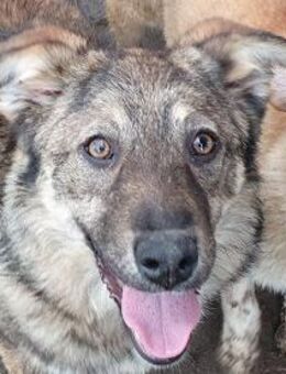 Alison-aufgeschlossene J.- Hündin,49 cm - Rösrath