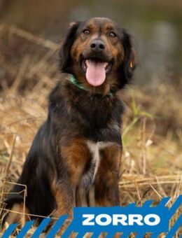 Zorro - einzigartig, sanfter Charakter - Berlin