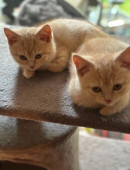 Kitten BKH - Braunschweig
