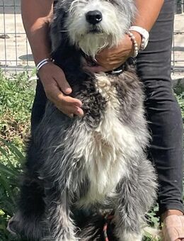 Diva sucht Kuschelkörbchen - Bissingen