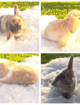 Kaninchen Minilop Hasen Babys Zwergkaninchen - Geldern