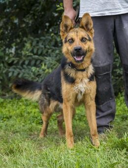 Franko lebte an der Kette - Puchheim