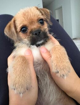 Gretchen Mops-yorkshire Mix Welpe sucht neues Zuhause! - Nörten-Hardenberg