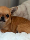 Chihuahua Welpe in 37671