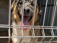 🌟Hübscher Beau sucht dich🐾 - Eislingen (Fils)