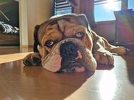 Old Englisch Bulldog Rüde 2Jahre - Rückersdorf (Thüringen)