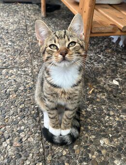 Kitten zu verkaufen (sofort) - Hamburg
