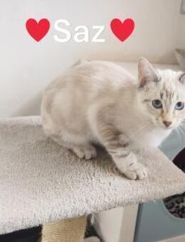 Saz - fröhliches Katzenkind - Stein-Wingert