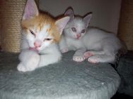 Katzenbabys rot weiß und grau weiß getigert zu vermitteln für insgesamt 80 € - Geislingen (Steige)