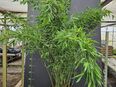 Fargesia Robusta Campbell | Winterhart und Ohne Ausläufer | Bestpreis Bambuspflanzen in 6243