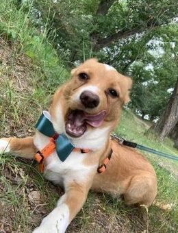 Prince sucht sein Prinzenpaar - Paderborn