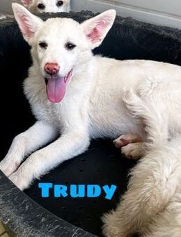 Trudy wartet in Italien - Köln