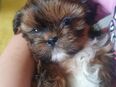 Zuckersüsse Teddybären- reinrassige Shih-Tzu Welpen in 22087