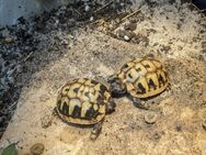 Griechische Landschildkröten Nachzucht 2023 - Kiel