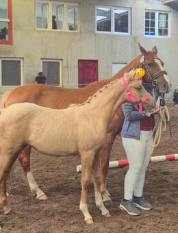 Palomino Sturfohlen - Zehdenick