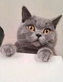 Bkh deckkater in Aachen, KEIN VERKAUF! in 52070