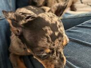 2 süße Chihuahua Zwergpinscher Welpen - Bremerhaven