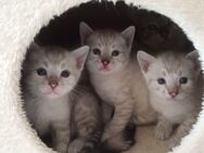 Bengal Snow Kitten Reinrassig zur Reservierung frei - Werther (Westfalen) Zentrum