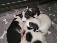 Parson Jack Russell Welpen - Groß Kreutz (Havel)