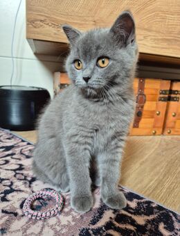 BKH Kitten nur noch ein Webchen da - Ruppertsweiler