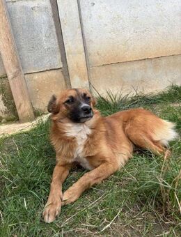 Happy Dog Willi - Weyhe