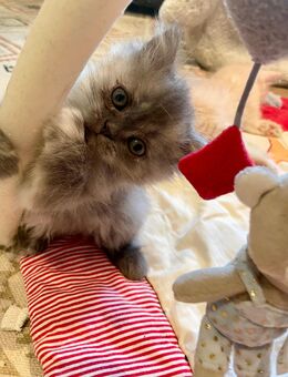 Britisch langhaar Katzenbabys - Winterthur