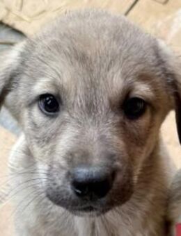 Pauli - ausgesetzt im Wald 😞 - Hamburg