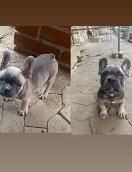 2franzözoche bulldogen welpen - Laubach (Hessen)