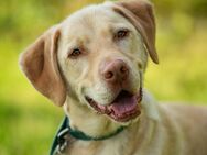 Leonell - Labrador - 6 Jahre - Tierhilfe Franken e.V. - Lauf (Pegnitz) Zentrum