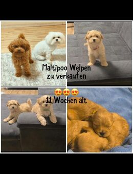 Süße Maltipoo Welpen abzugeben - Bischofsheim