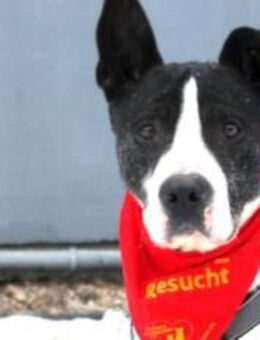 Spillo sucht Zuhause außerhalb DE - München