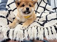 Shiba Inu Welpen - Hüllhorst