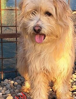 Zotty sucht ein Zuhause - Egestorf