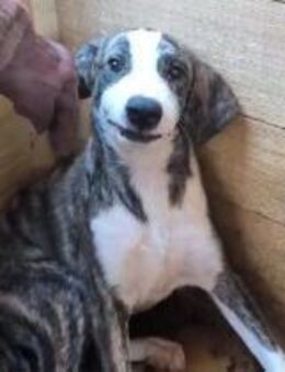 ZAZOU ~schöner braun-schwarz-weißSchecke - Duisburg