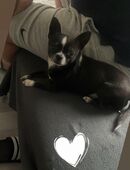 Chihuahua Rüde in 66287