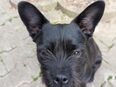 Idefix ( Mix Rüde 6 Monate) in 84494