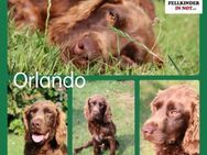 hübscher Orlando sucht seine Familie - Margetshöchheim