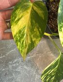 Epipremnum aureum aurea Steckling in 99628