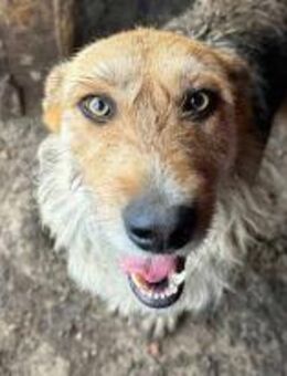 Sissi, die Schmusige 🐾 - Elsdorf (Nordrhein-Westfalen)