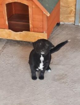 Blacky, lieb, verspielt, sucht Dich - Leonberg (Baden-Württemberg)